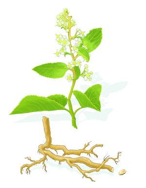 雷公藤多苷標(biāo)準(zhǔn)