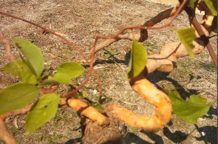 雷公藤多苷國(guó)家標(biāo)準(zhǔn)