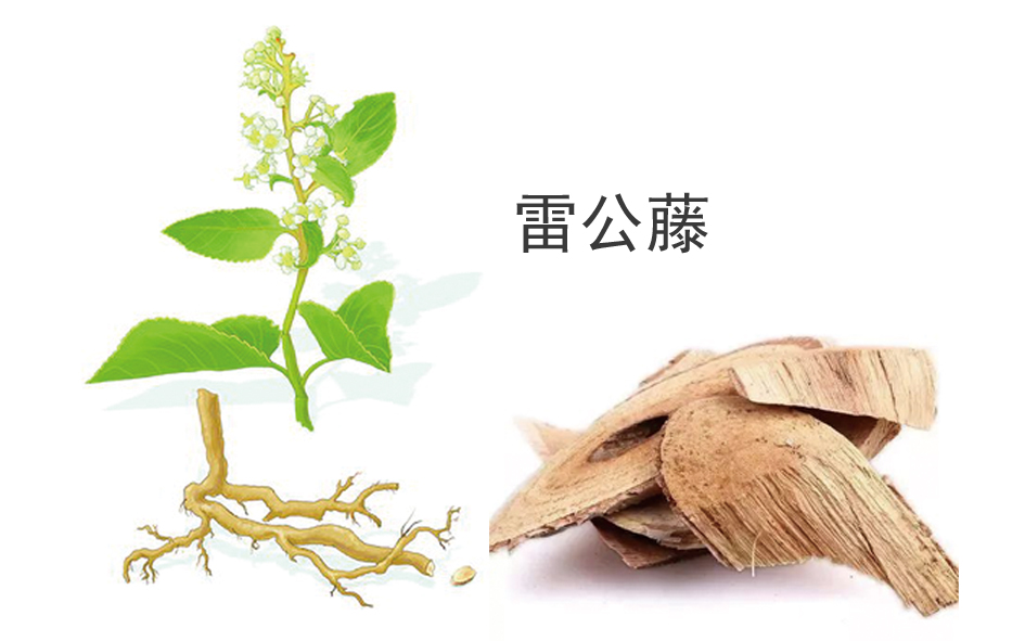 岑鞏縣：積極宣傳鼠害綠色防控技術(shù)，讓滅鼠知識(shí)走進(jìn)尋常百姓家