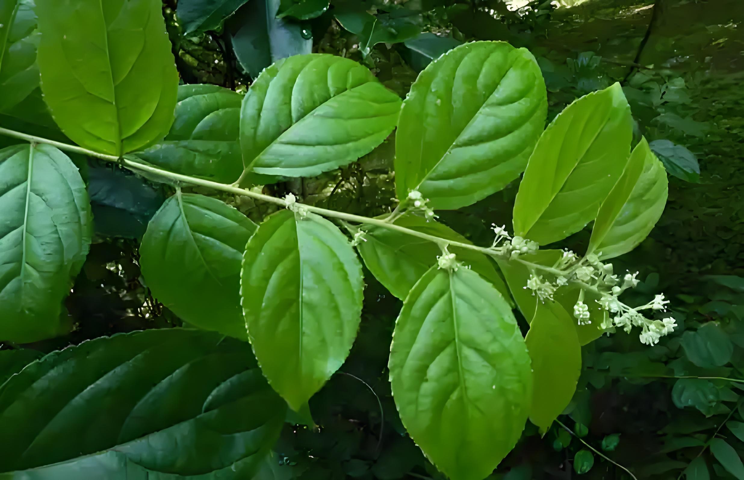 “雷公藤+”提取物 生物（植物源）產(chǎn)品 研發(fā)歷程