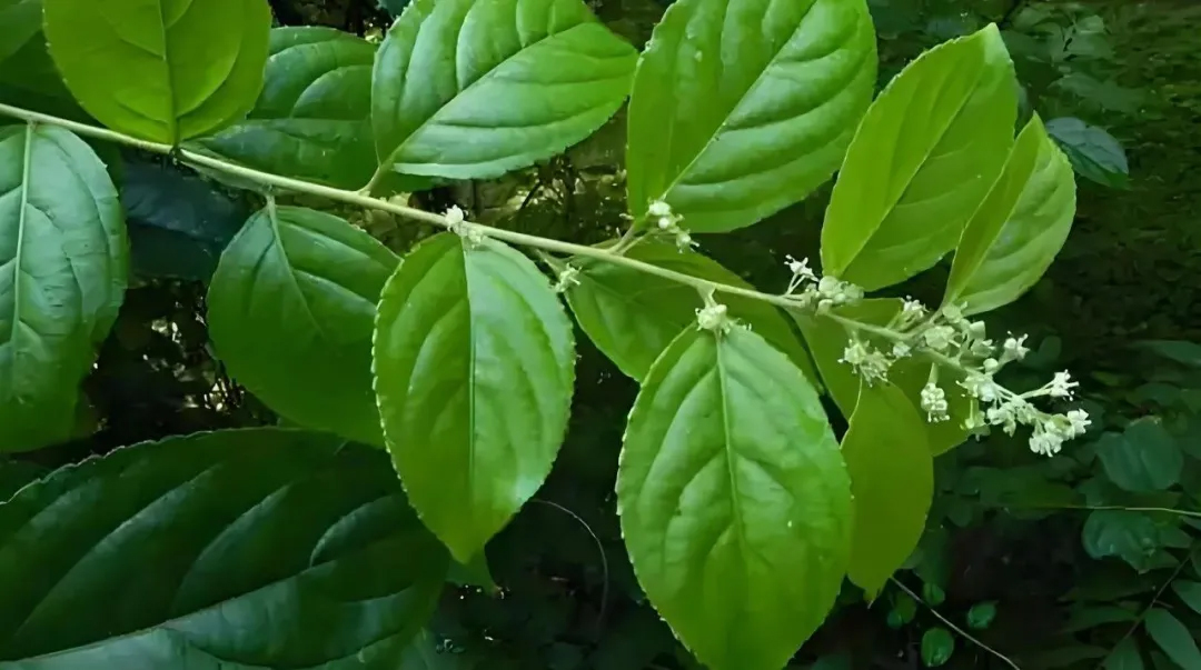 雷公藤：古老中藥的現(xiàn)代奇跡——你了解它的神奇之處嗎？