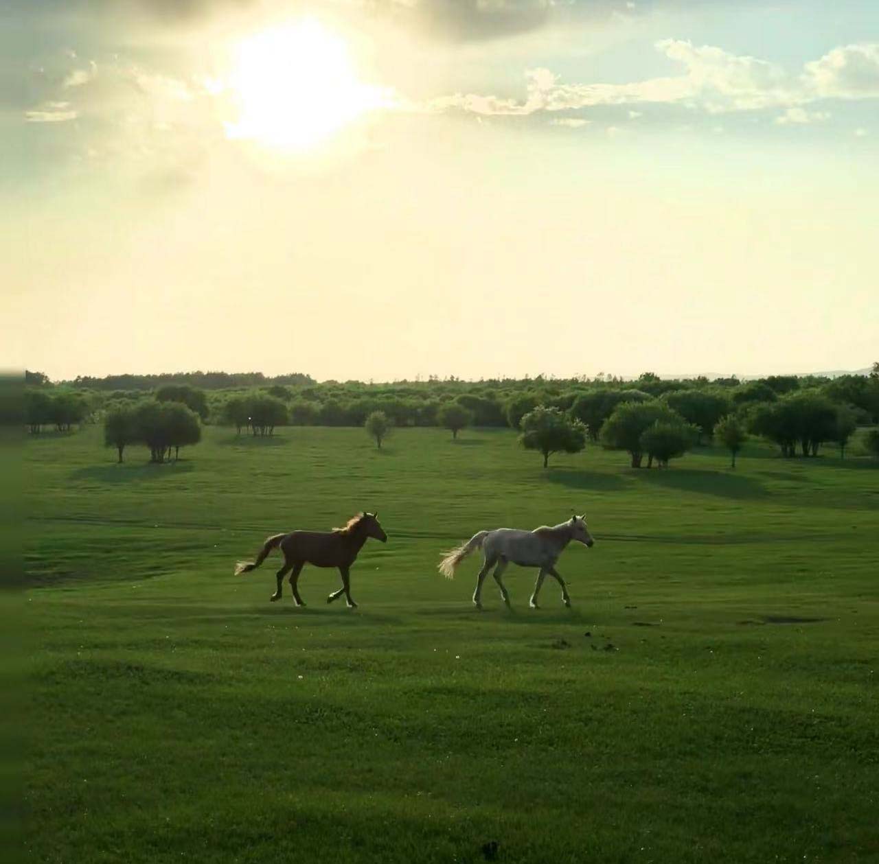 【論著】0.25 mg/kg 雷公藤甲素顆粒劑對內(nèi)蒙古農(nóng)田害鼠的防控效果研究