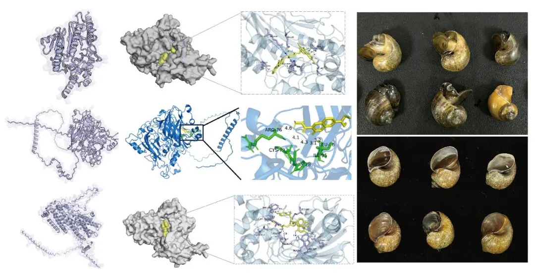 科研團隊 | 四川農(nóng)業(yè)大學農(nóng)業(yè)重大有害生物可持續(xù)控制研究團隊